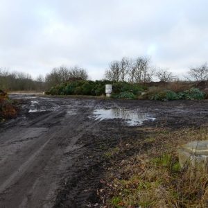 Platz Weihnachtsbäume